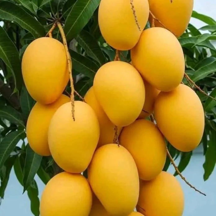 Banganapalle mangoes from Andhra Pradesh exported to Singapore through India's first commercial sea shipment.